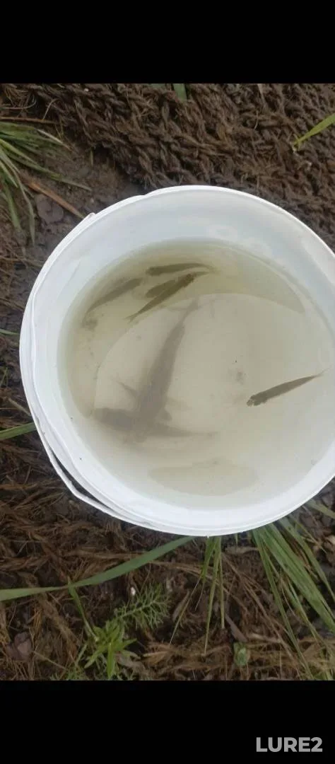 Crucian carp — Tikhoye, Jul 27, 2025, 1:11 PM