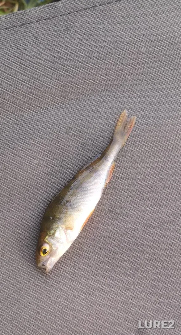 Perch — Gorodskoy, Sep 20, 2025, 5:28 PM