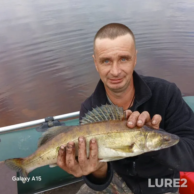 Zander — Arkhangelskaya oblast, Kargopolskiy munitsipalnyy okrug, Jul 12, 2025, 4:22 PM