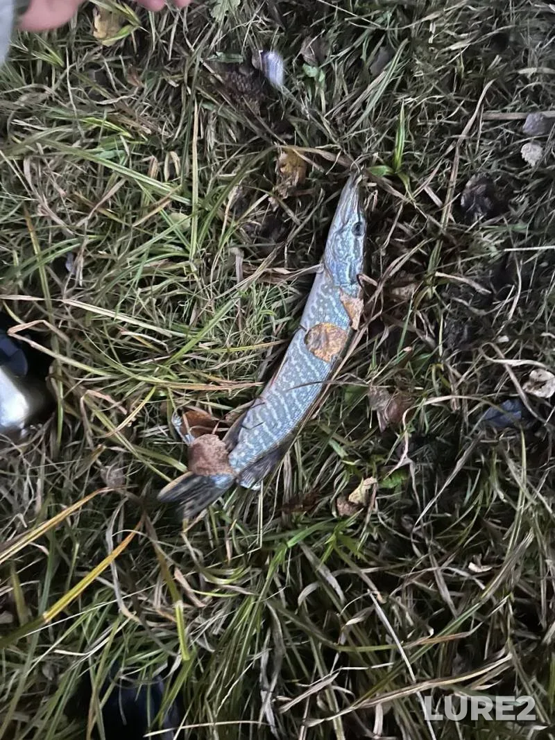 Pike — Khlynovka, Sep 12, 2025, 12:30 PM