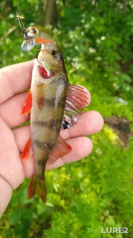 Perch — Psyol, May 27, 2017