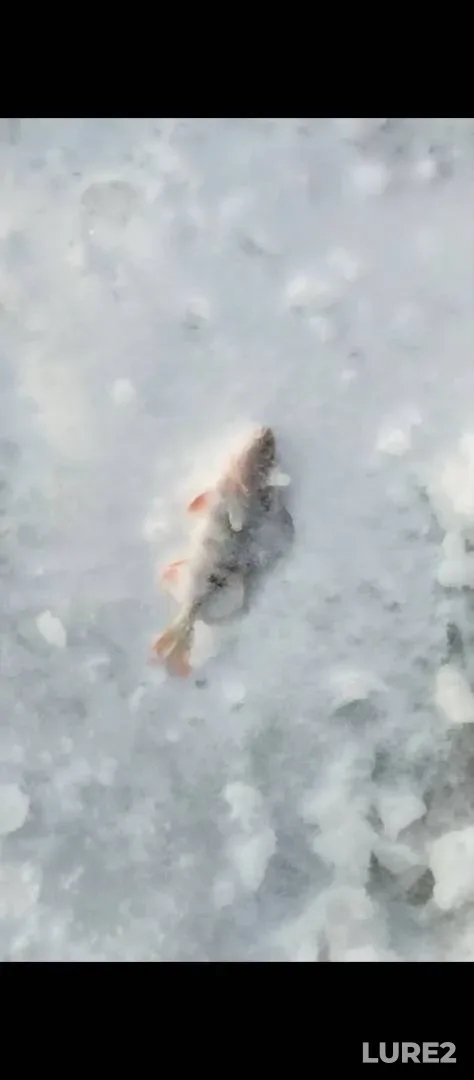 Perch — Tura, Jan 05, 11:39 AM