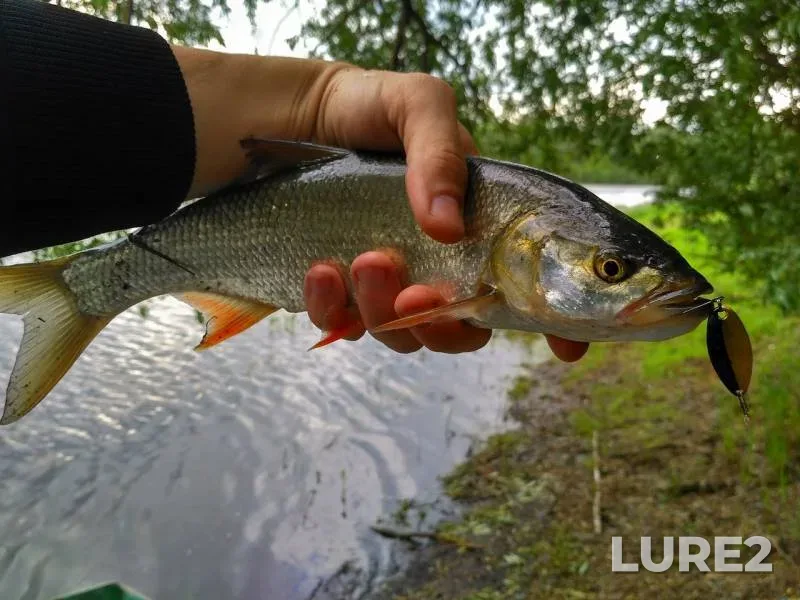 Chub, Pike — Desna, May 21, 2017