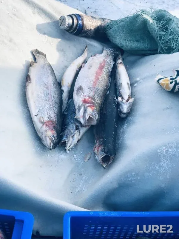 Rainbow trout — Poluy, Mar 25, 2023