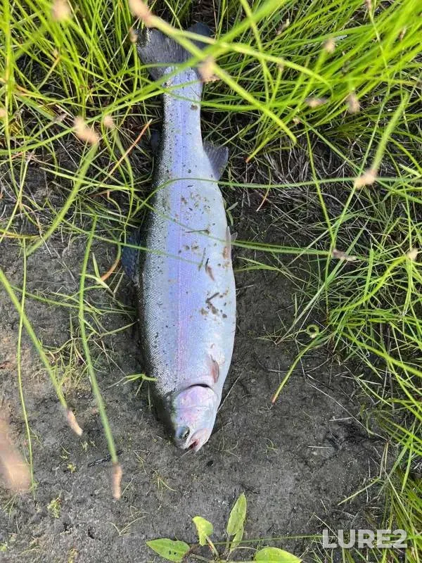 Rainbow trout — protoka Zarechnaya, Jun 21, 2022