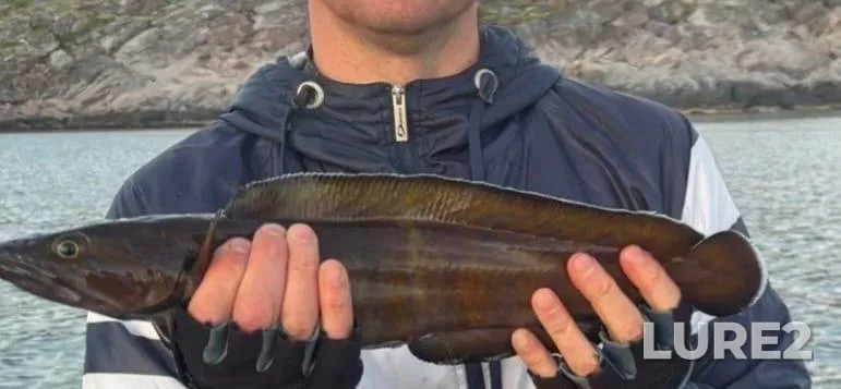 Burbot — Murmanskaya oblast, Kolskiy rayon, Aug 04, 2025, 8:25 PM