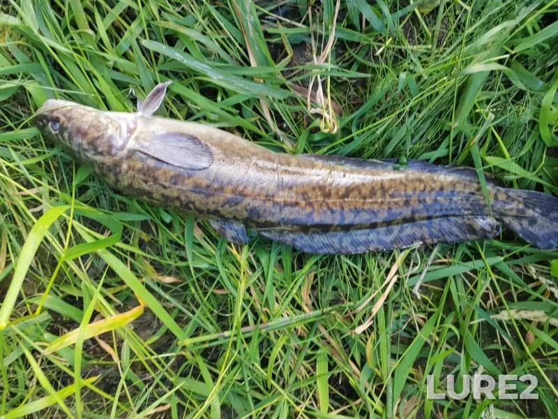 Burbot — Krasnoyarskiy kray, Aug 11, 2025, 7:59 PM