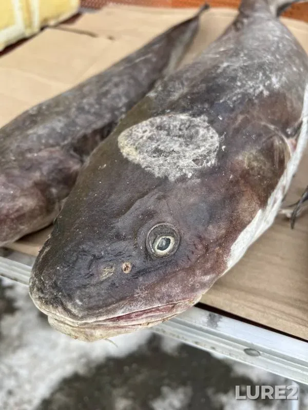Burbot — Istok, Feb 28, 2024, 12:00 PM