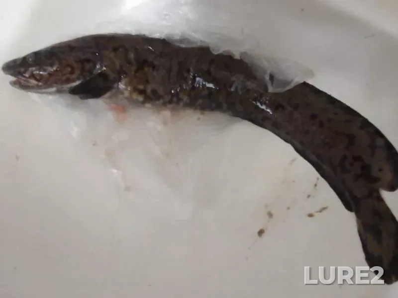 Burbot — Saimaan kanava - Saimaa Canal - Saymenskiy kanal - Saima kanal, Feb 15, 2023