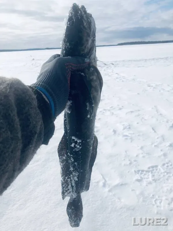 Burbot — Pistayarvi, May 05, 2023