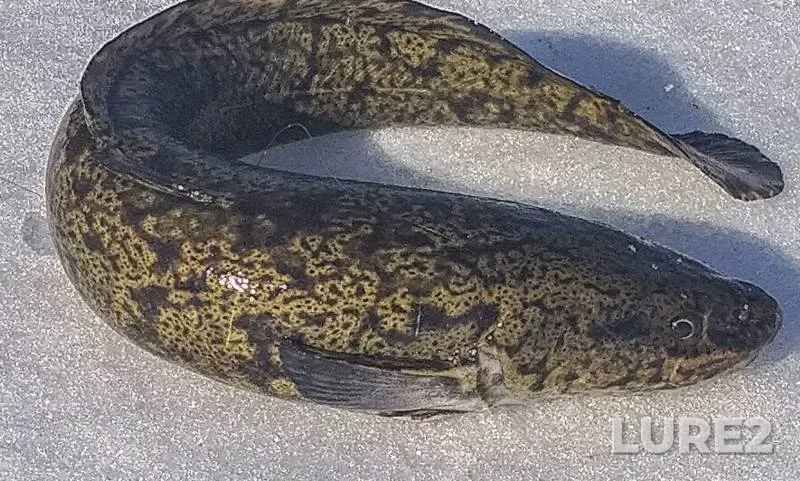 Burbot — Malkovka, Mar 10, 2019