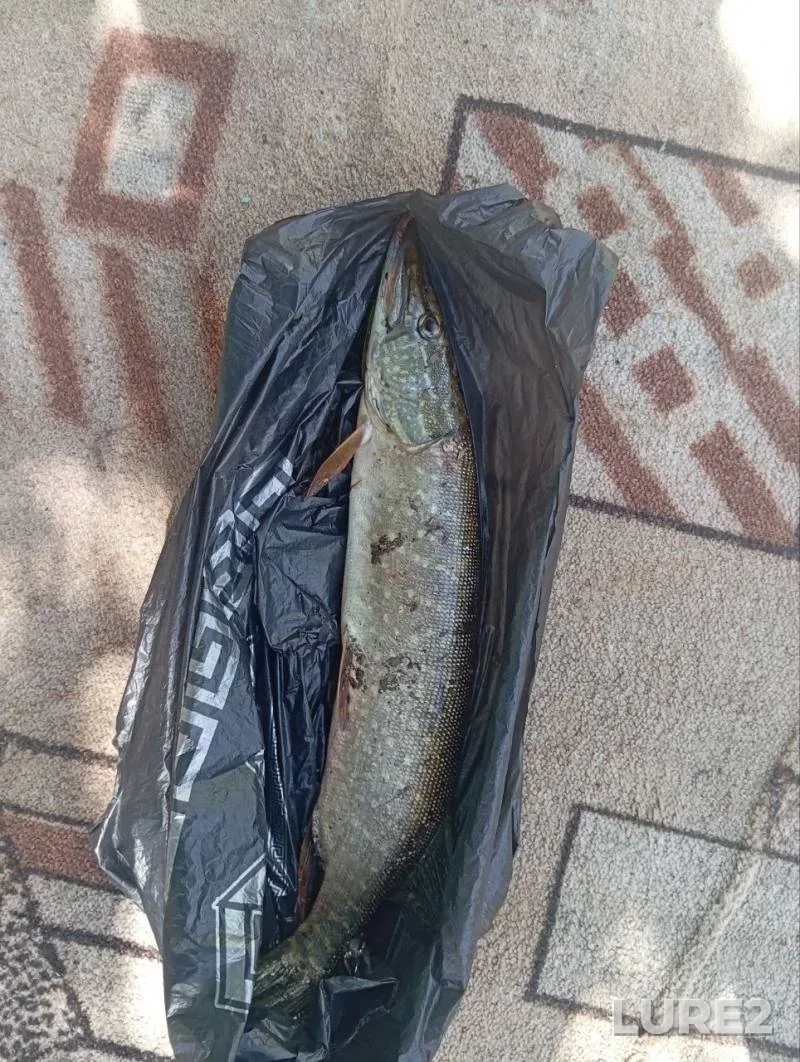 Chub, Pike — Yelshanka, Jul 12, 2025, 9:20 AM