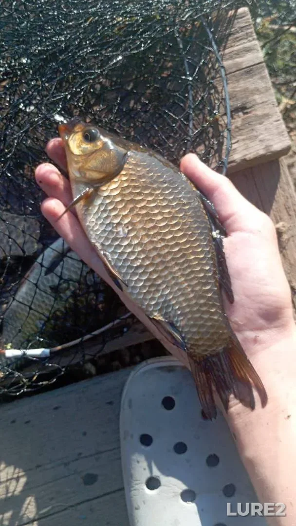 Crucian carp — Yelshanka, Aug 09, 2025, 6:55 AM