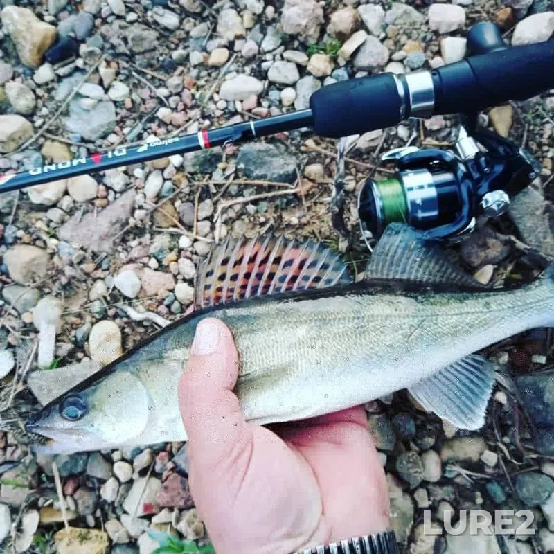 Perch, Zander — Merlyavitsa, May 21, 2019