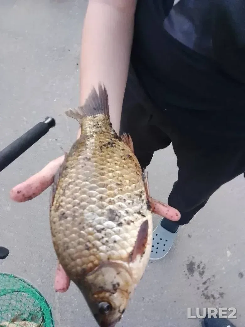 Crucian carp — Volgo-Donskoy kanal, Apr 19, 2025, 4:10 PM