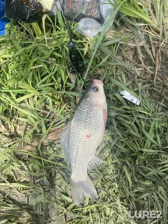 Crucian carp — Kochety, Apr 13, 12:55 PM