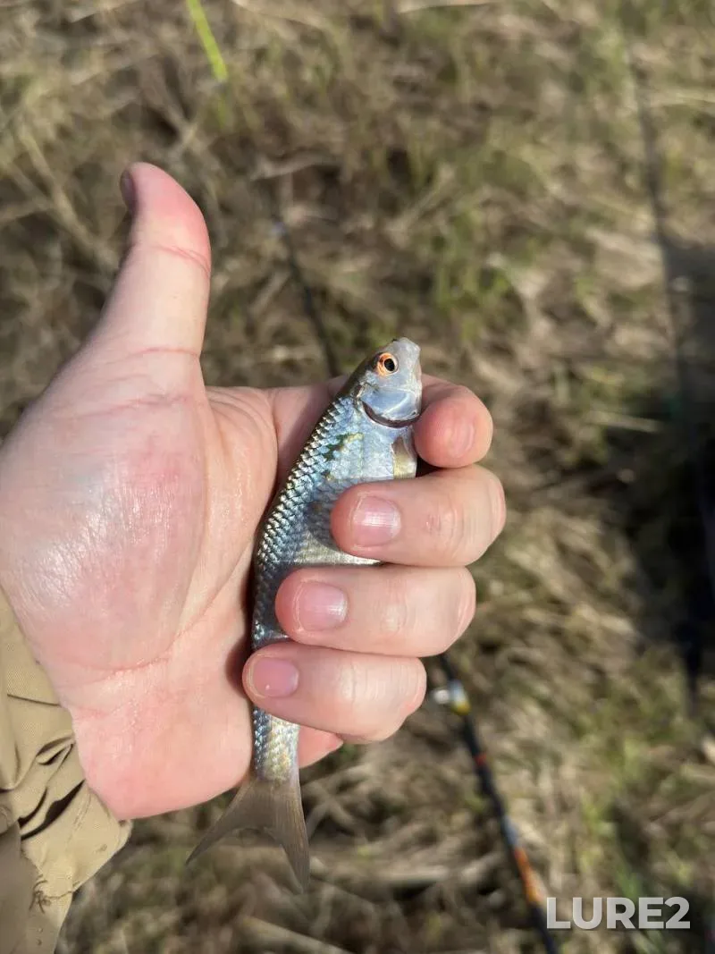 Roach — Chusovaya, Apr 27, 2:00 PM