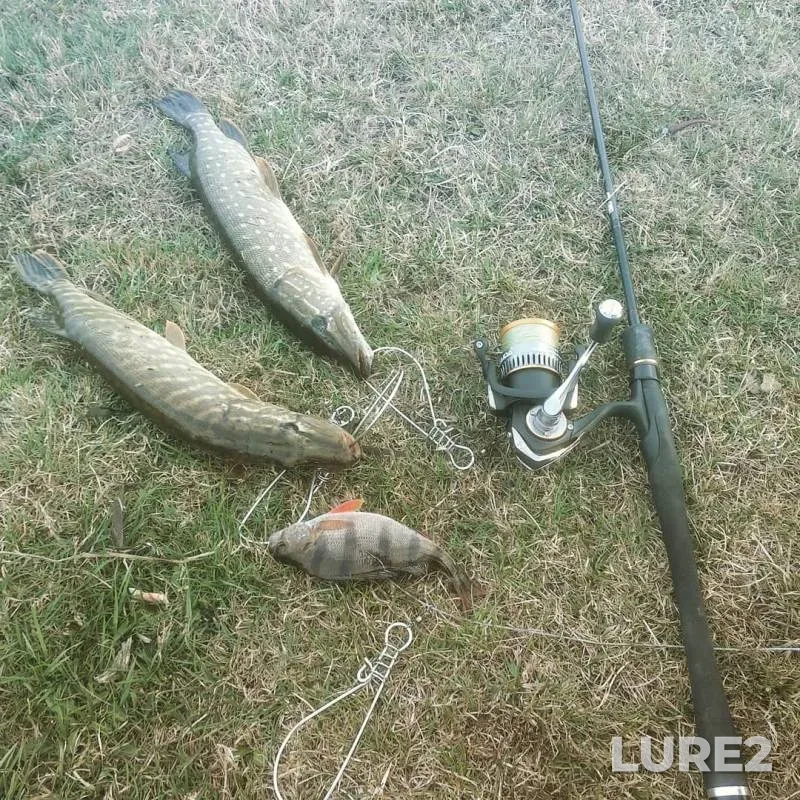 Perch, Pike — Veseyka, Apr 23, 2019