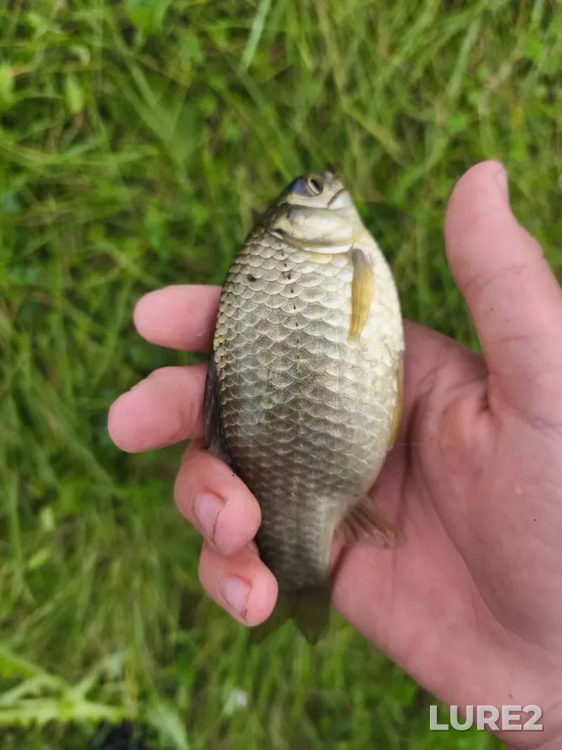 Crucian carp — Drenazhnyy kanal, Aug 21, 2025, 12:22 PM