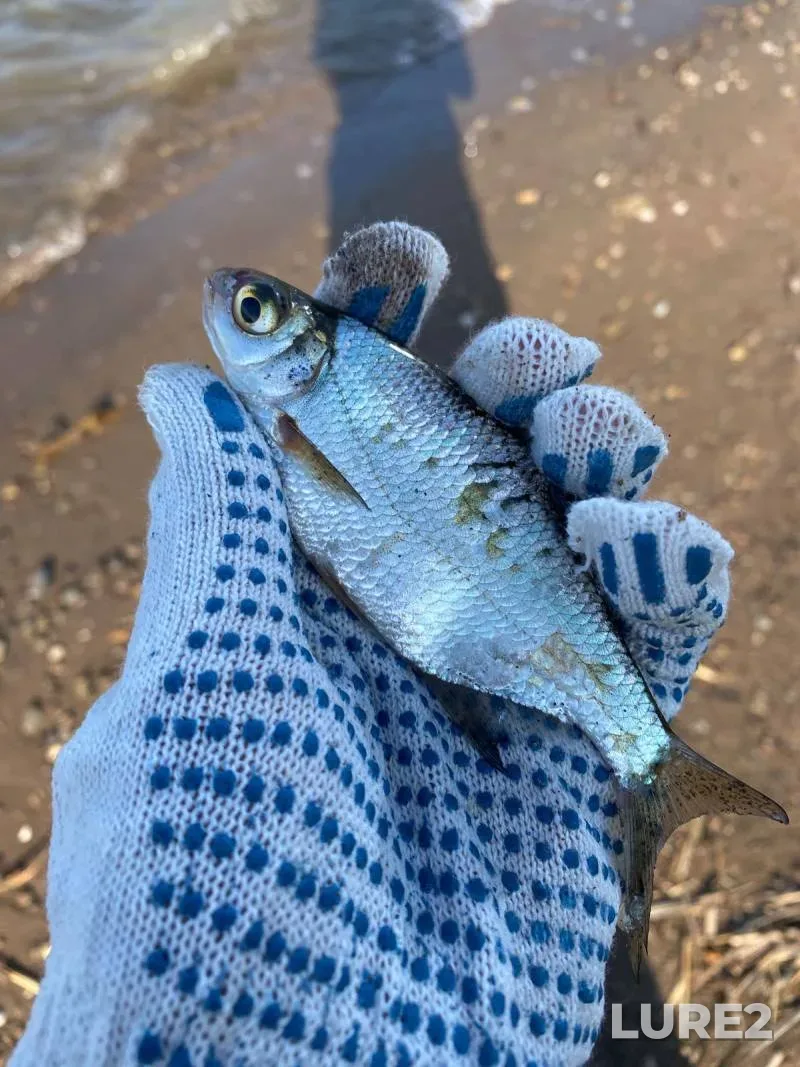 White bream — Nizhnekamskoye, May 20, 4:44 PM