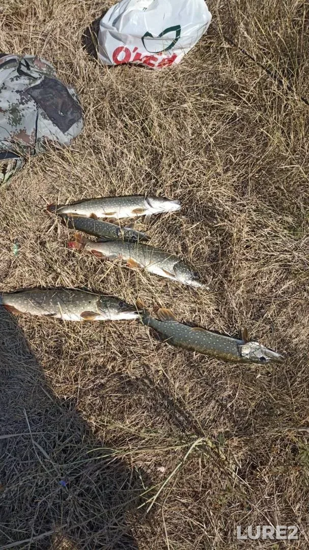 Perch, Pike — Sukhoy Nesvetay, Aug 18, 2025, 6:43 AM