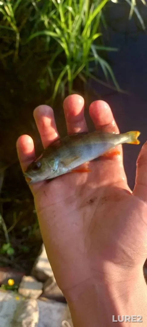 Perch — Oka, Jun 01, 7:06 PM