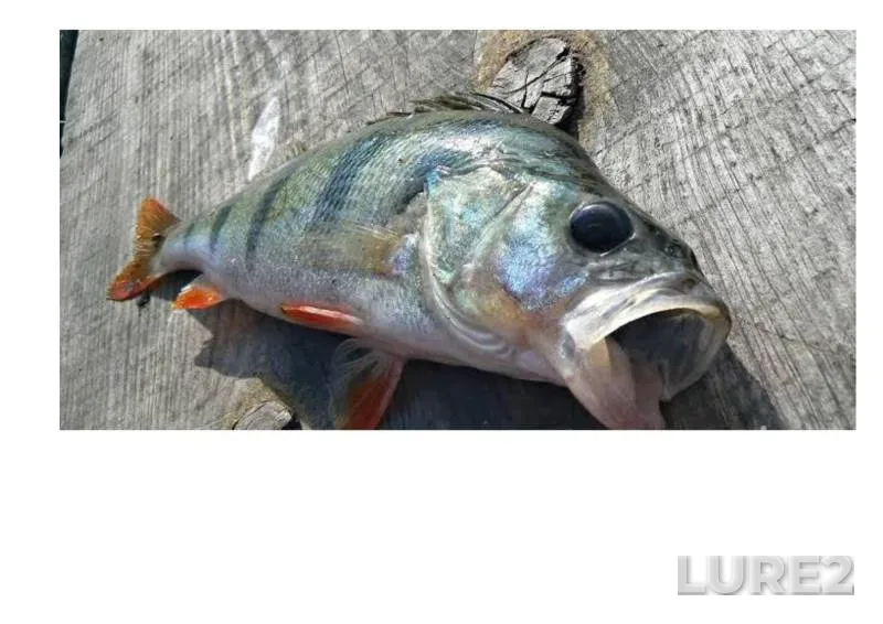 Perch — Oka, Jun 01, 1:20 PM