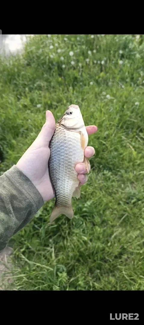 Crucian carp — Kostromskaya oblast, Jun 16, 2:18 PM
