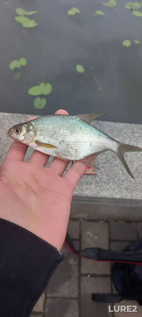 Bream, Rudd — Orlik, Jun 18, 7:21 PM