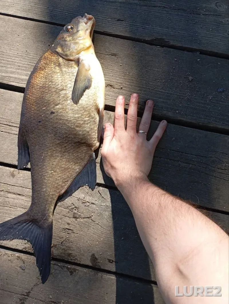 Bream — Galernaya gavan, Jun 19, 3:20 PM