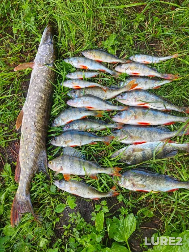 Perch, Pike — Bizyukinskiy, Jun 20, 6:30 AM