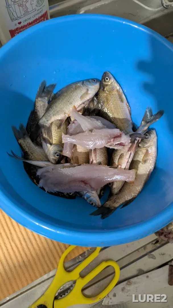 Crucian carp — Saray-Gir, Jul 03, 3:30 PM