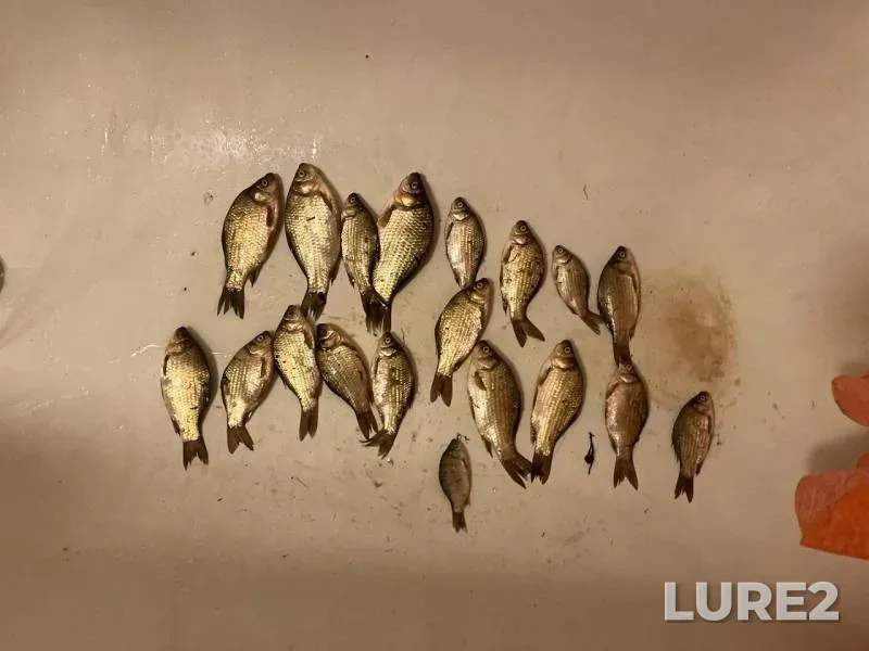 Crucian carp, Roach — Omskaya oblast, Omskiy rayon, Jun 30, 6:00 PM