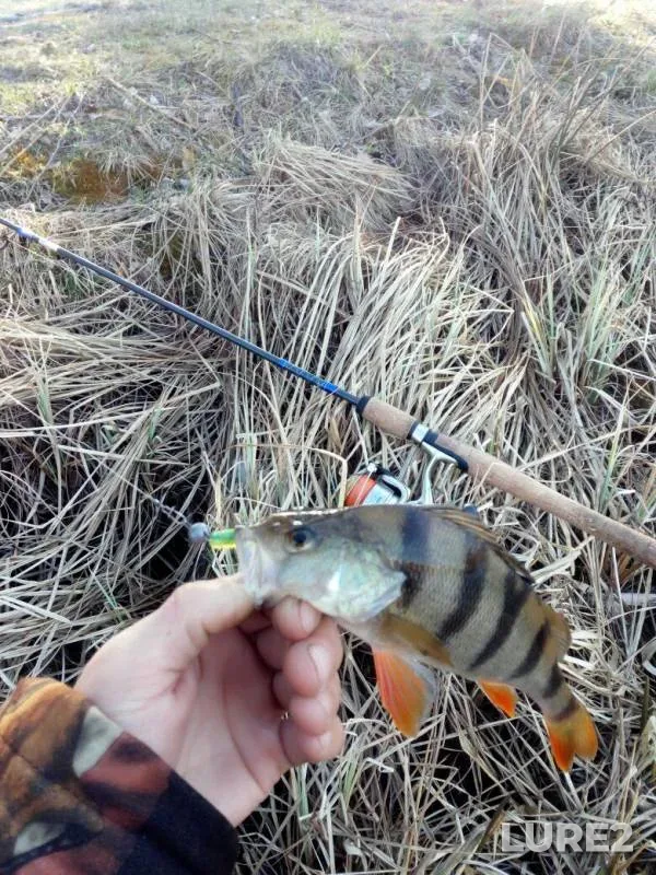 Perch — Soligorskoye, Apr 15, 2018