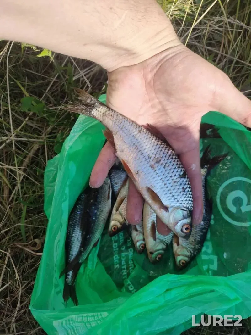 Roach — Bolshoye, Jul 04, 4:00 AM