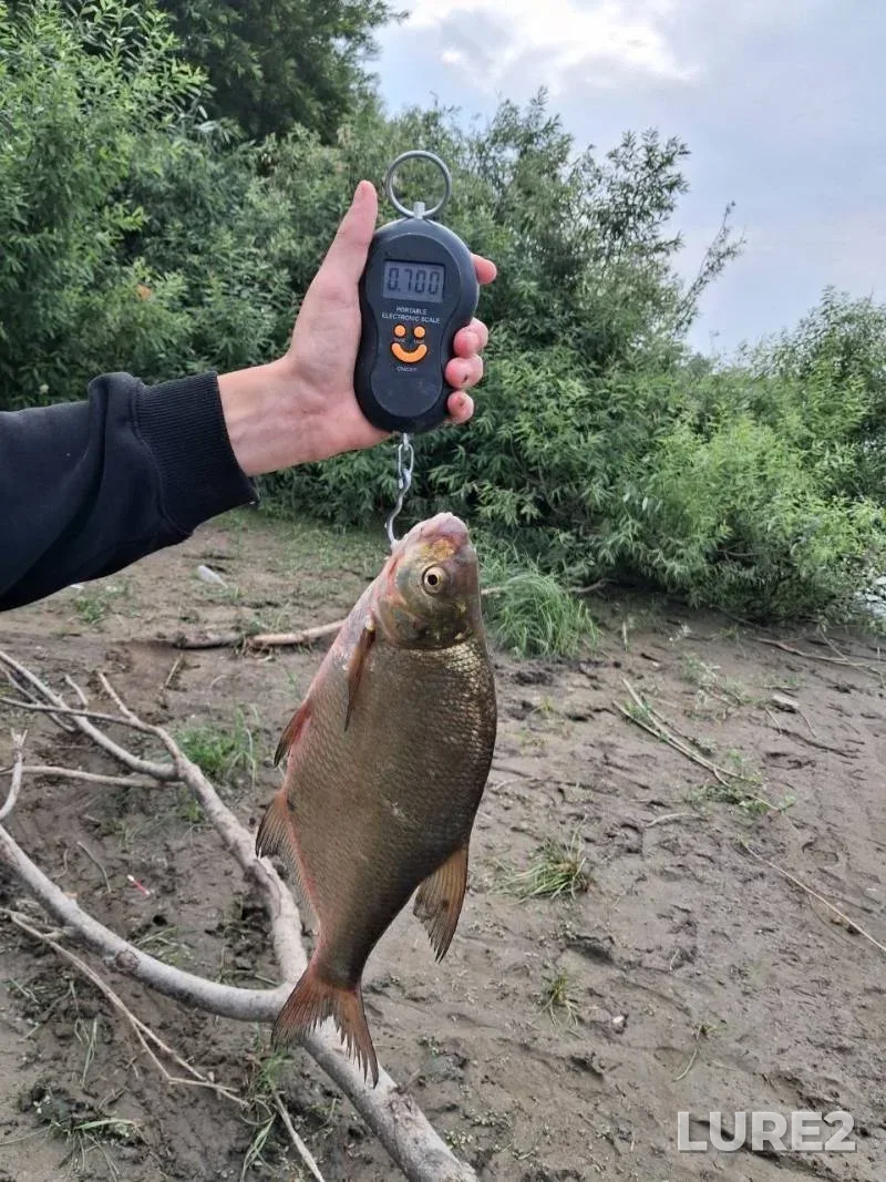 Bream — Tom, Jul 14, 8:00 AM