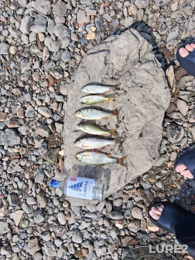 Roach — Tom, Jul 07, 7:38 AM