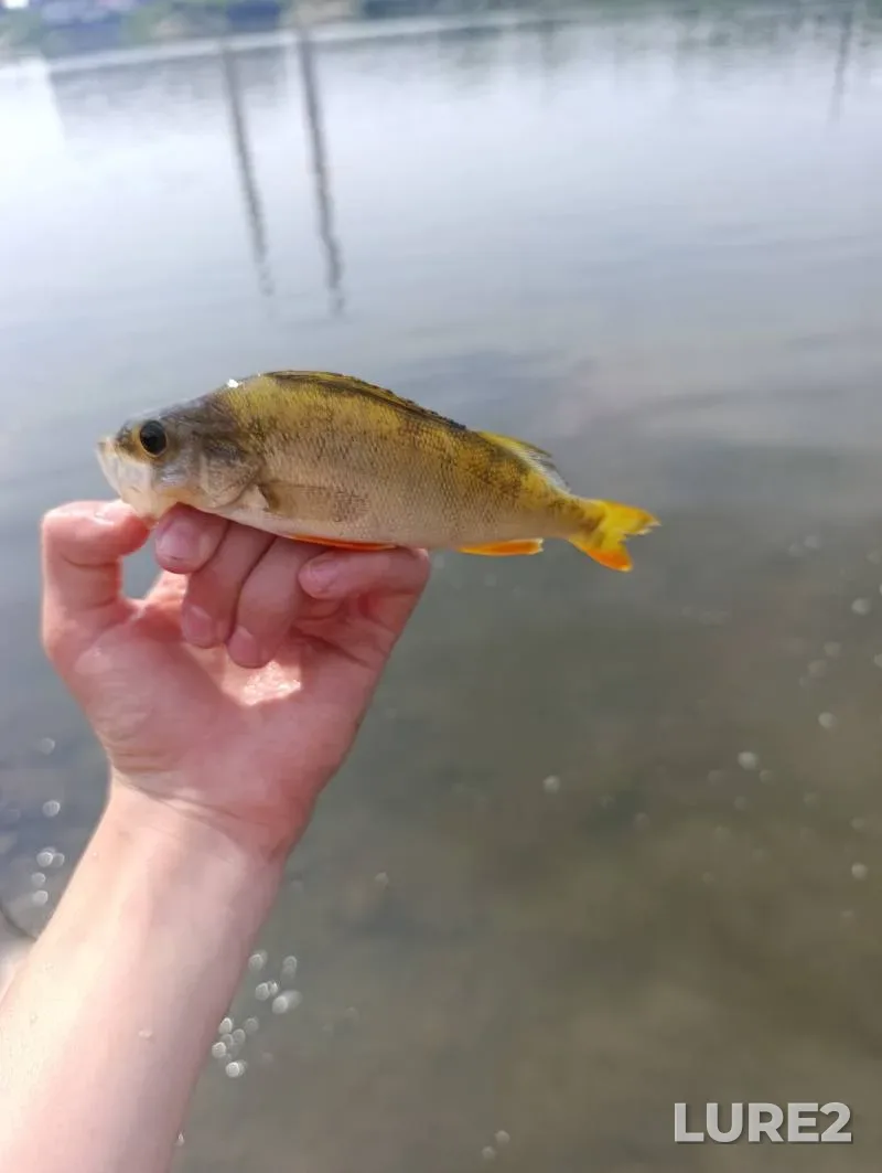Perch — Tom, Jun 30, 5:39 AM
