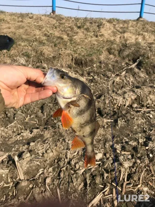 Perch — Soligorskoye, Apr 13, 2018