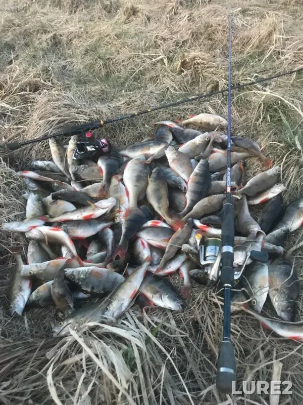 Perch — Soligorskoye, Apr 09, 2018