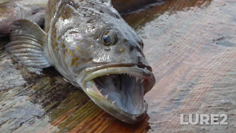 Lingcod — California, Oct 18, 2020, 1:13 PM