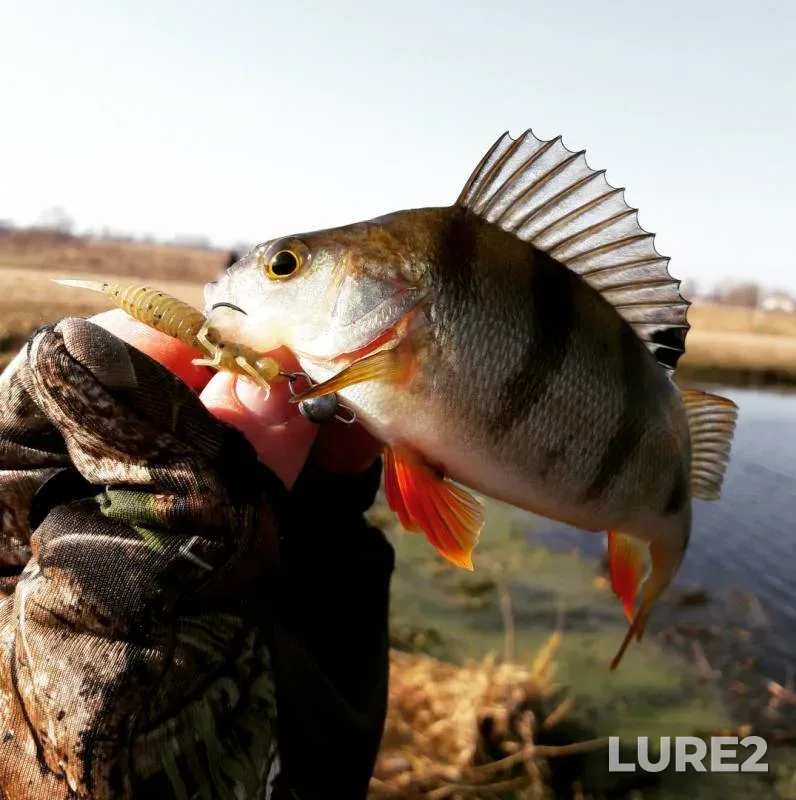 Perch — Sluch, Mar 14, 2017