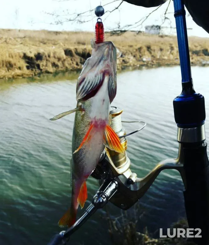 Perch — Oressa, Mar 05, 2017