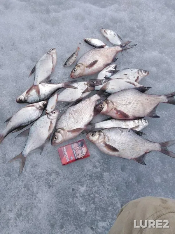 Bream, Perch — Lysvenskiy, Apr 23, 2019