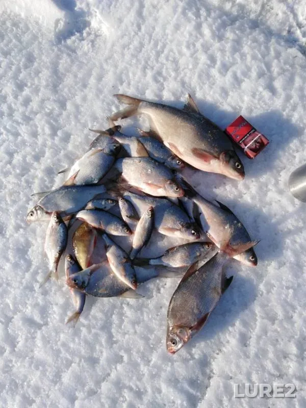 Bream, Roach — Lysvenskiy, Apr 17, 2019