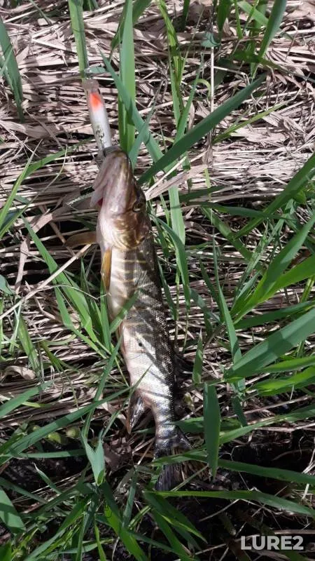 Pike — Chagodoshcha, May 16, 2019