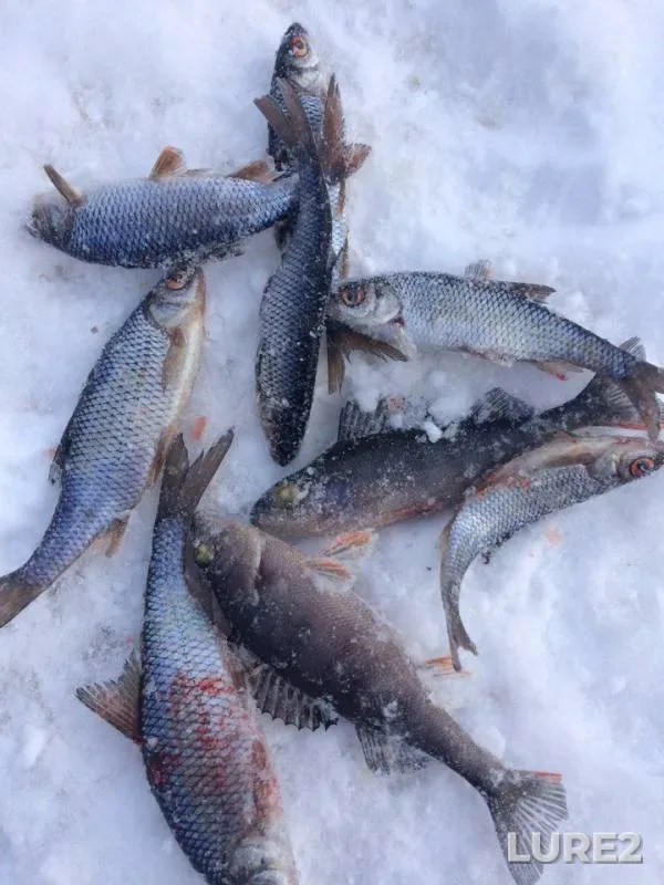 Perch, Roach — Struninskoye, Feb 20, 2018