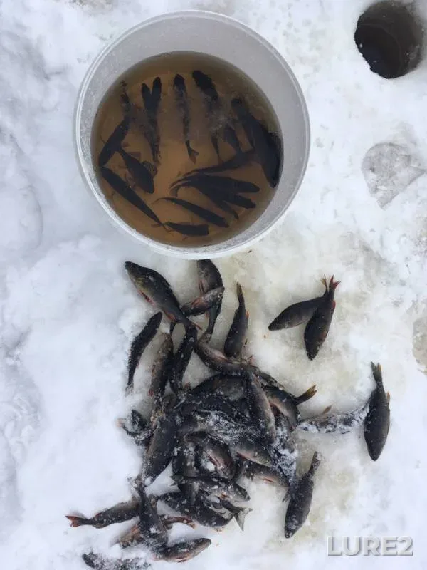 Perch — Leningradskaya oblast, Boksitogorskiy rayon, Feb 17, 2017