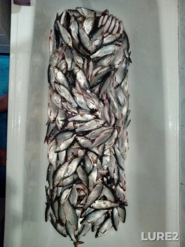 Roach — Leningradskaya oblast, Volkhovskiy rayon, Jan 28, 2018