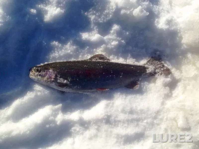 Rainbow trout — Tikhvinka, Feb 15, 2017